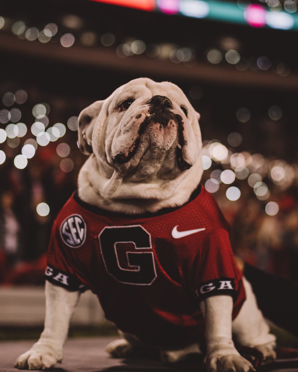 GeorgiaFootball's tweet photo. Happy #InternationalDogDay to the best doggo, Uga X 🐶

Thread: ⬇️

#GoDawgs https://t.co/cHlbcOofSh
