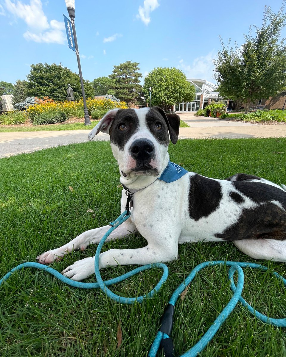 DakotaState's tweet photo. ๐ถTouring campus today โ๏ธ #ruffingit #NationalDogDay #dakotastate https://t.co/ao49BUJMgU