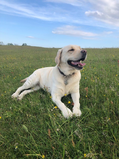Happy International Dog Day!!
Willow enjoying the quiet life whilst walking the South Downs National Park.
#internationaldogday #dogs #goodvibes #nationalparks #southdownsnationalpark