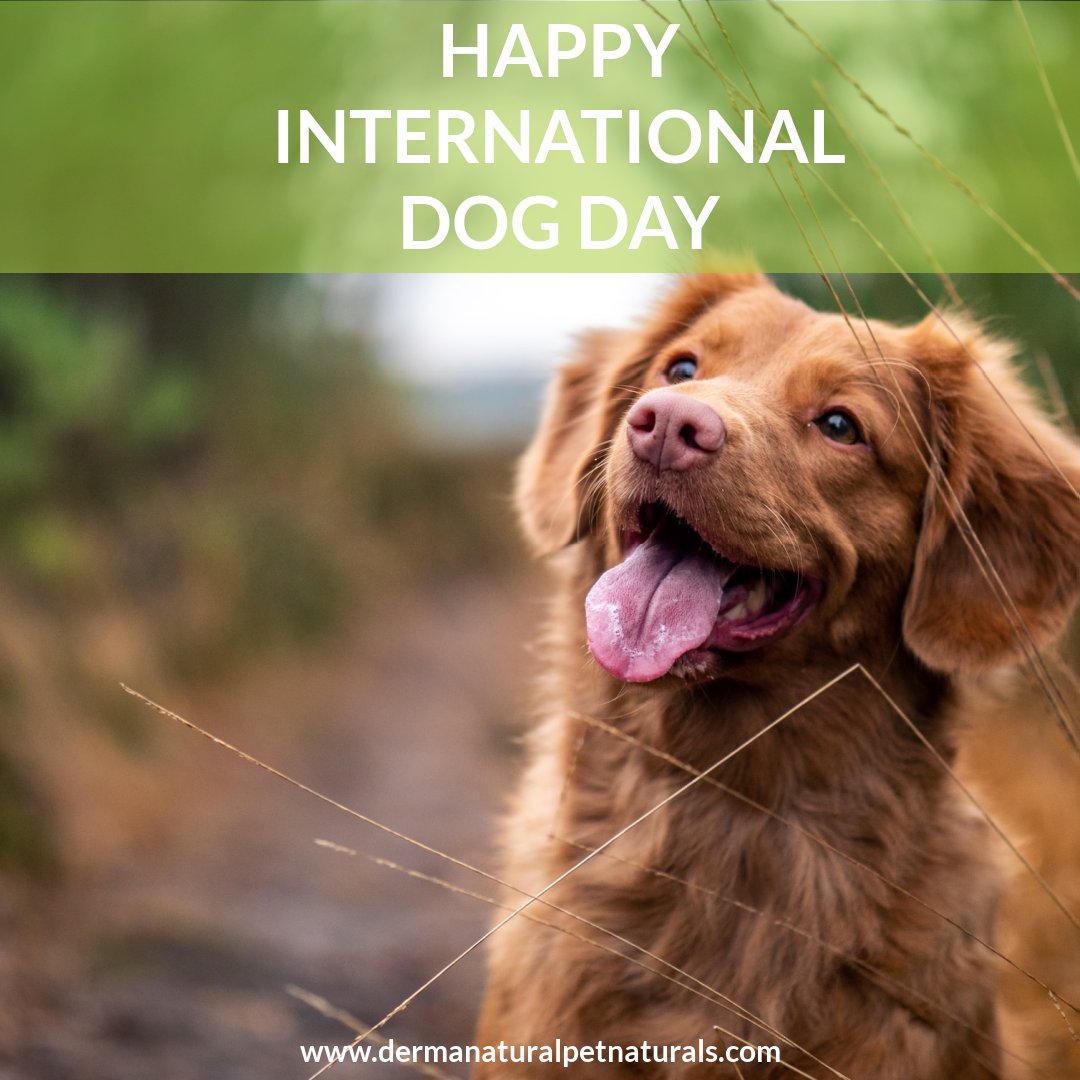 dermanaturalpet's tweet photo. 🦋🐾🐕Woof,Woof🐕🐾🦋
🐕Happy International Dog Day🐕
#ecofriendly are #ecofriendly #zerowaste #sustainable #sustainability #eco #gogreen #sustainableliving #plasticfree #nature #savetheplanet #environment #recycle #vegan #green #organic #natural #climatechange https://t.co/ejp98Xh5hG