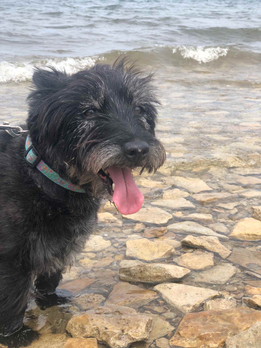 Happy #InternationalDogDay #dogsoftwitter say hello to Rufus (left) &amp; Lexie (right)