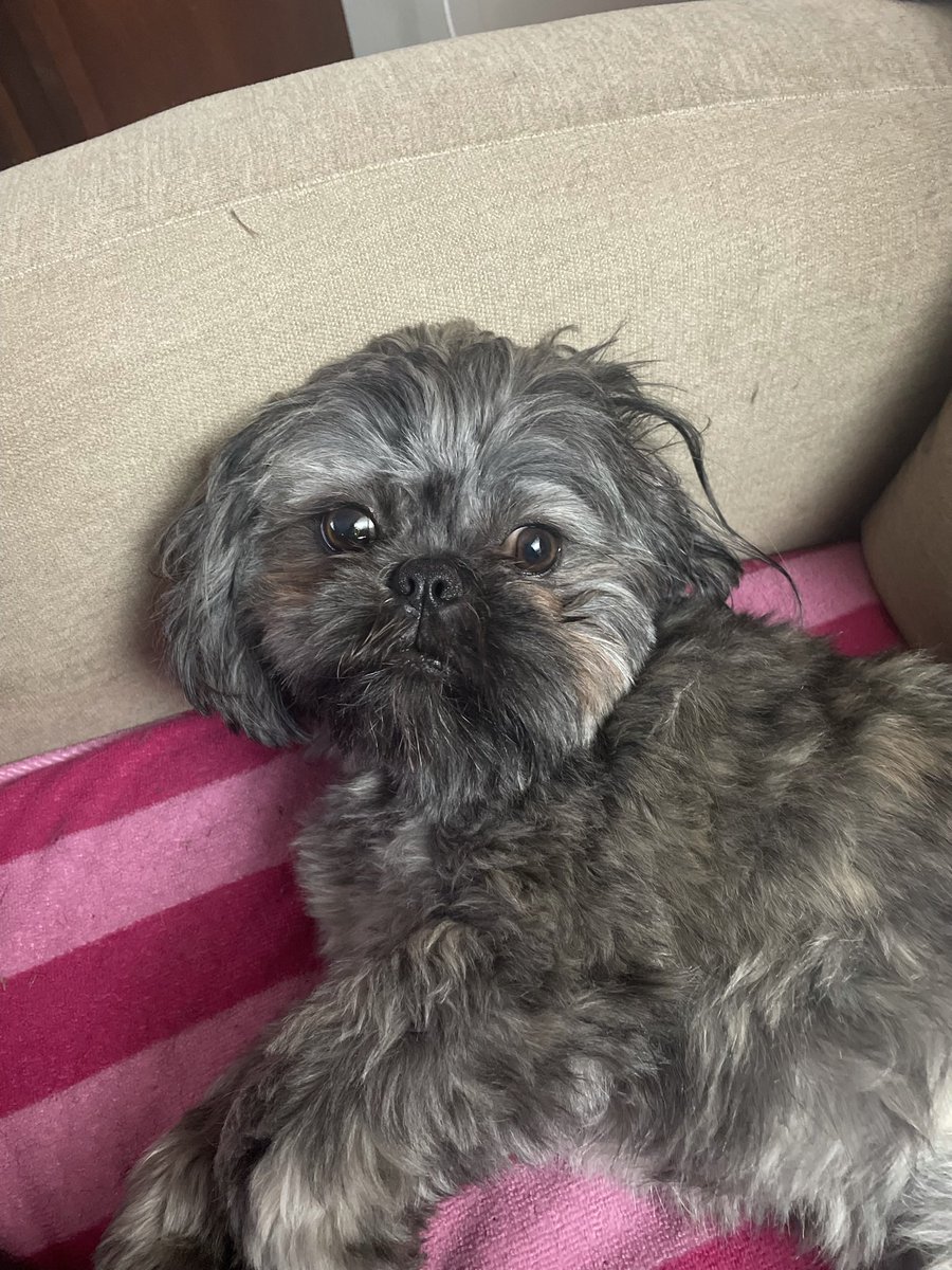 efallon2's tweet photo. @NewsChannel9 Archie 🐾 https://t.co/kLWvHUIPuc