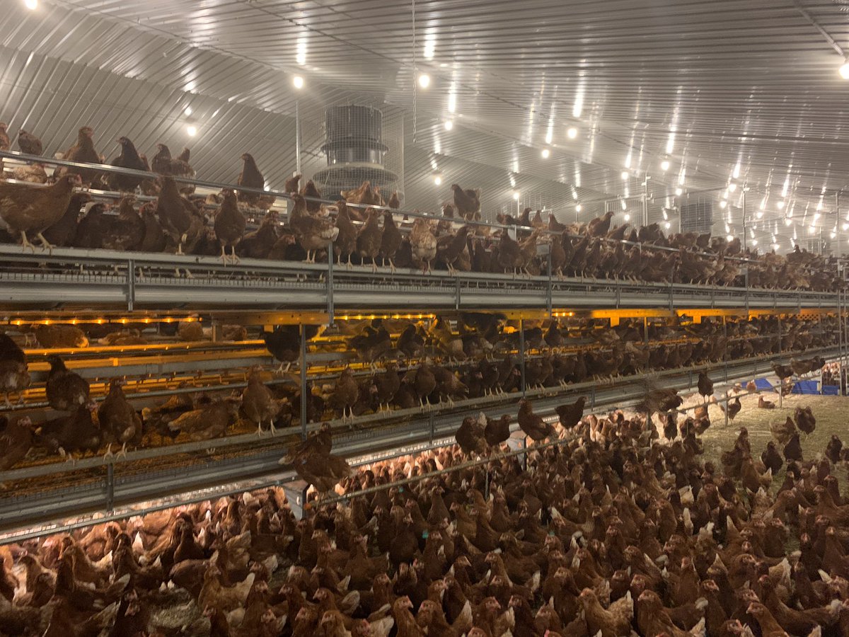 Fantastic to see the site with birds in after building this 64,000 bird site fir one of our long standing customers. Birds are looking very much at home!