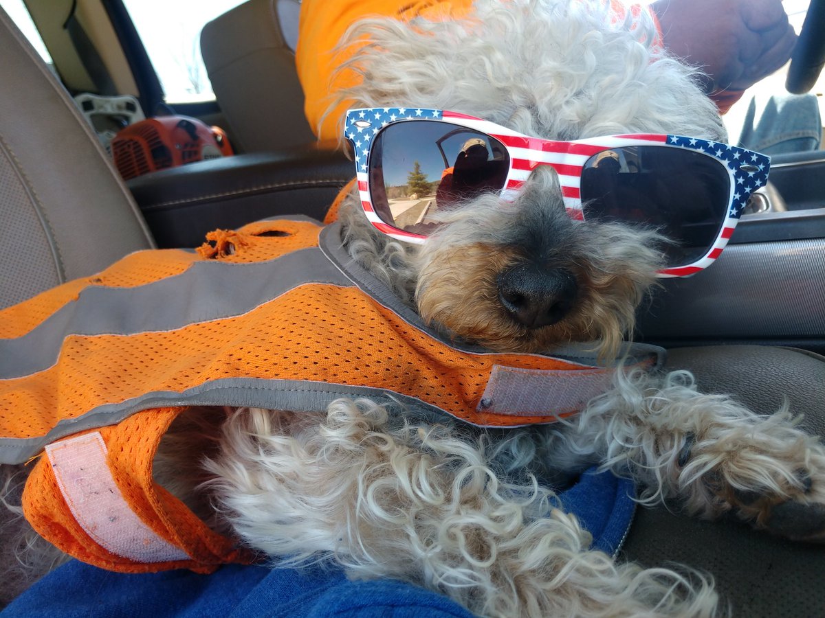 RTDetta's tweet photo. Happy national dog day, supervisor Mr Bud wizer #FOX10DogDay #fox10phoenix https://t.co/QymEh8Yjsf