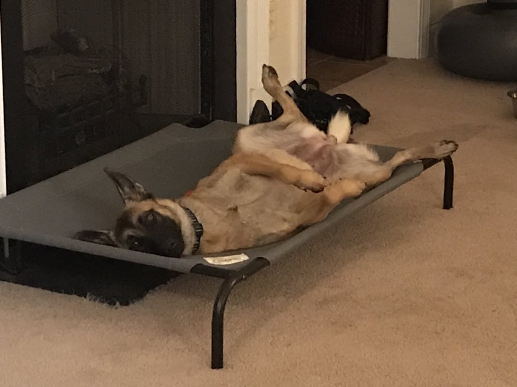 abbyk617's tweet photo. Happy National Dog Day! Our fur babies Nova and Duke getting all the love 🥰 https://t.co/cfvtVSOGuM