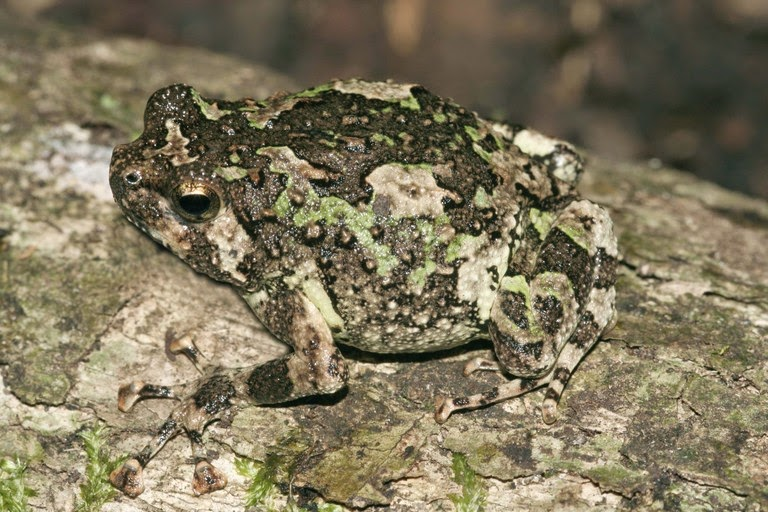 MarkScherz's tweet photo. Today's #FrogOfTheDay is #238 Scaphiophryne (Scaphiophryne) menabensis Glos, Glaw &amp; Vences, 2005, a member of the S. madagascariensis species group from western Madagascar
#MadagascarFrogs
📸M.Vences&amp;F.Glaw/CalPhotos https://t.co/Opi1b6ebRR