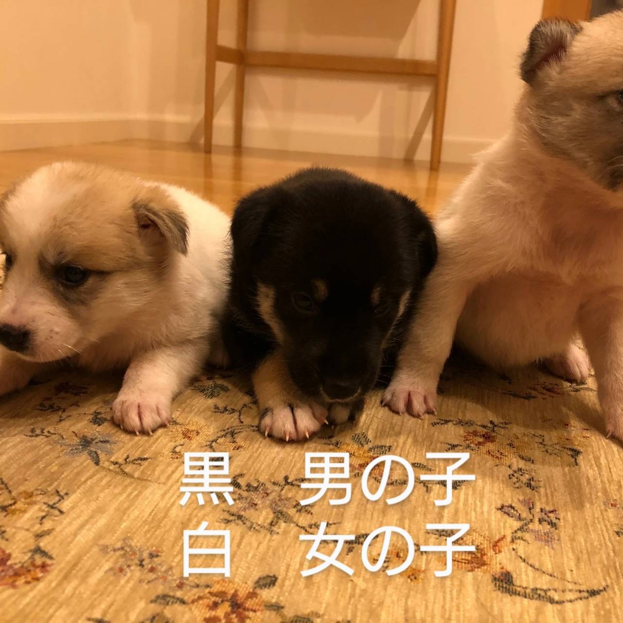 保護犬譲渡レスキューアンジー Dogrescueangie Twitter