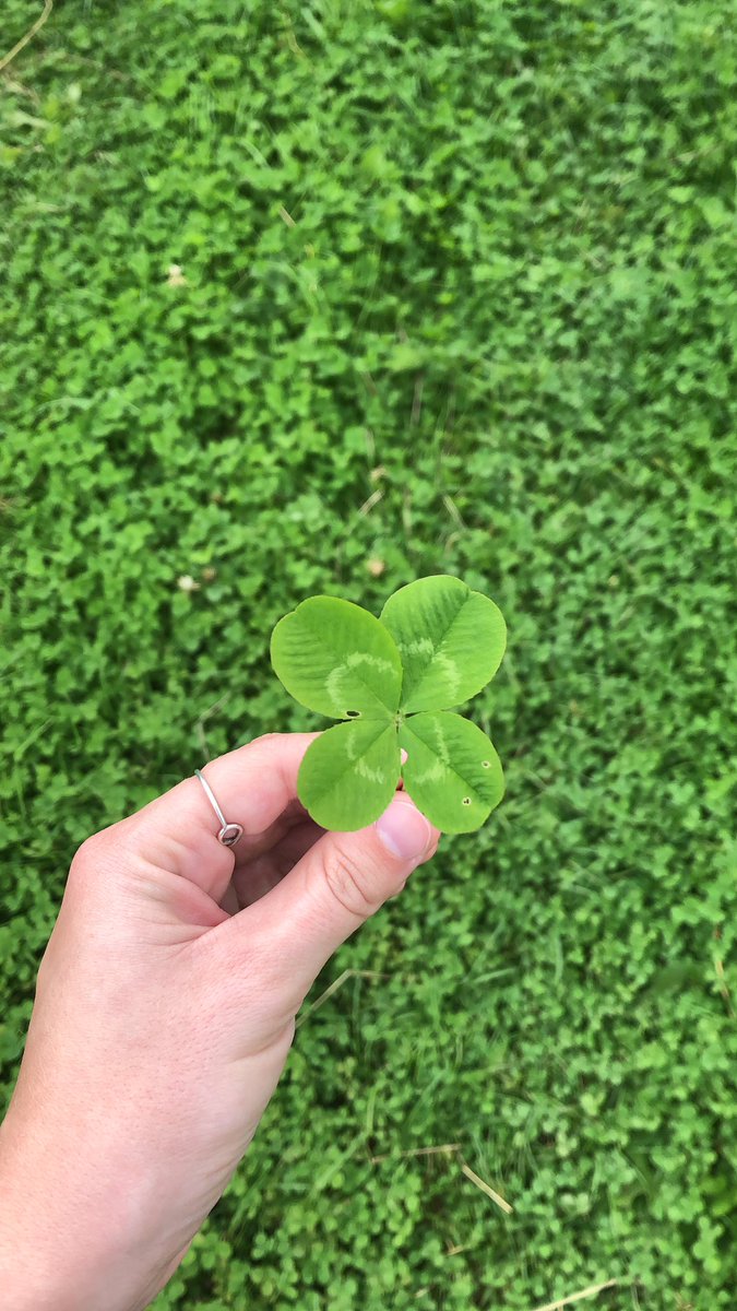 Anyone who needs it! Feel free to borrow some luck from this little lucky clover I found yesterday! 🍀