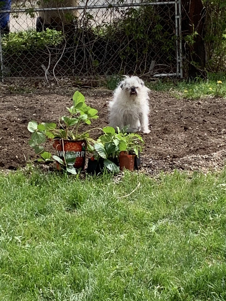 GaleForcedWinds's tweet photo. @SLangeneggerCBC Euclid was also my gardening supervisor in the early spring. https://t.co/yat75mOw03