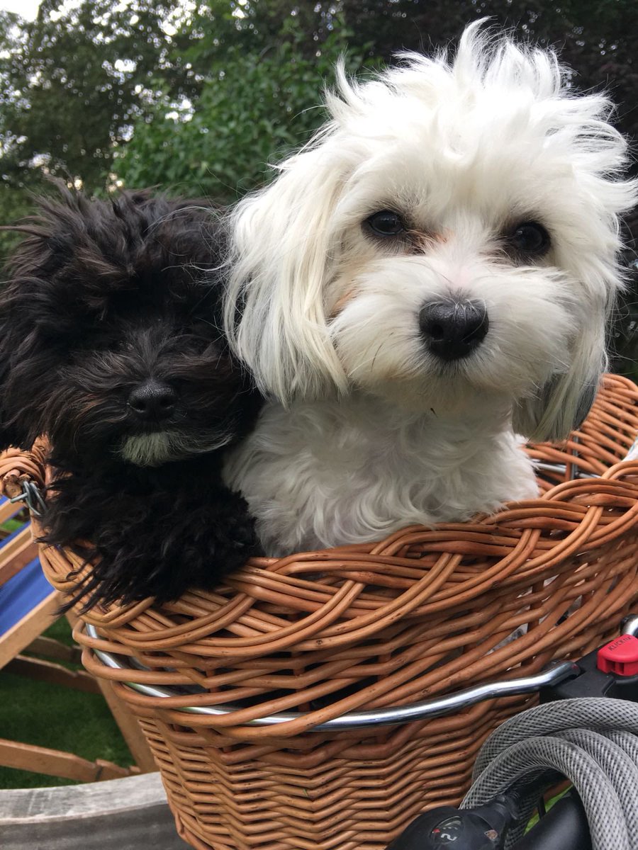 Domino and Bella doing one of their favourite activities on #InternationalDogDay 🚲🚴🏼😍❤️