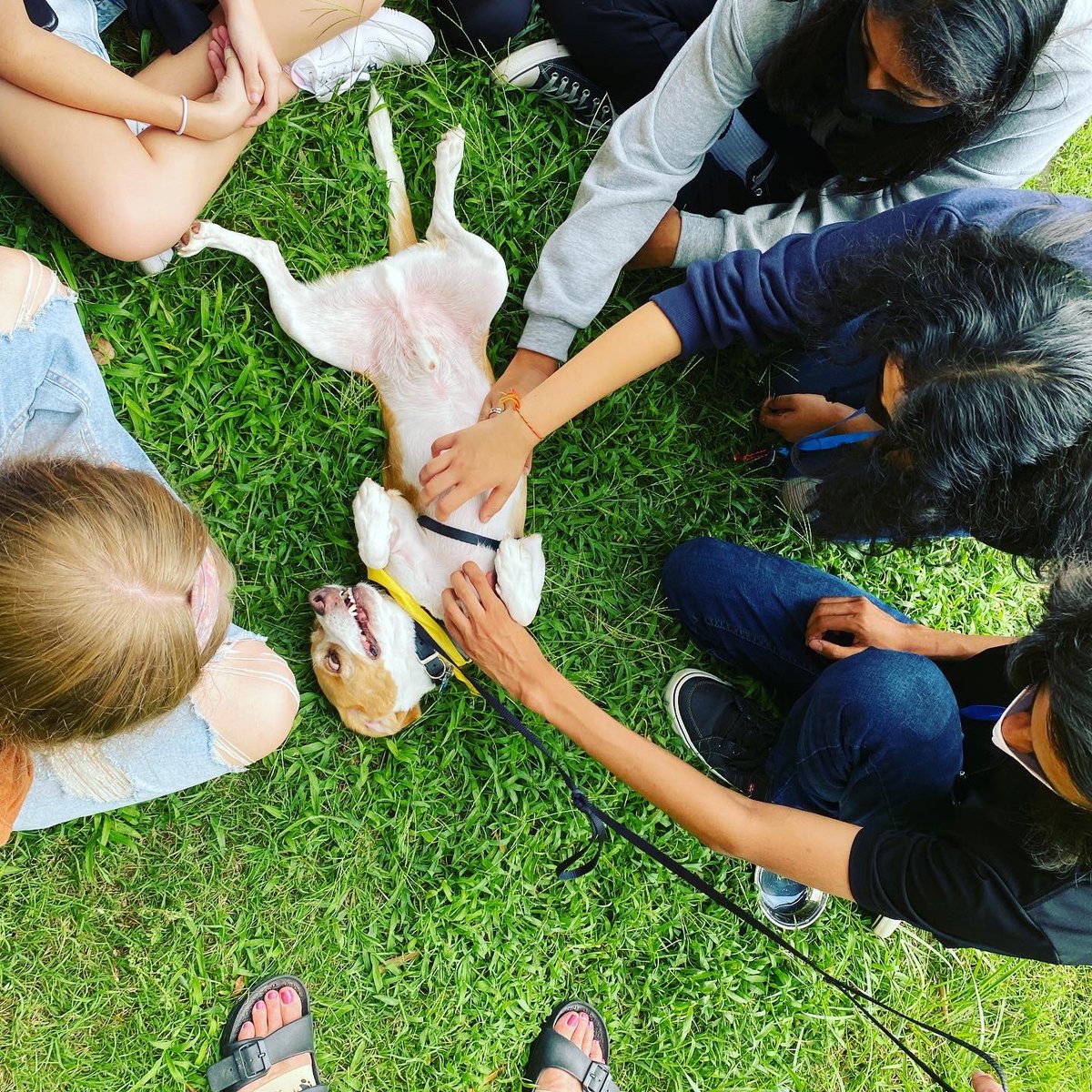 We had so much fun participating in #wellnesswednesday at @ncssmunis yesterday! We love supporting students, especially while they are transitioning back to in-person learning! #animaltherapy #durhamnc #supportingstudents