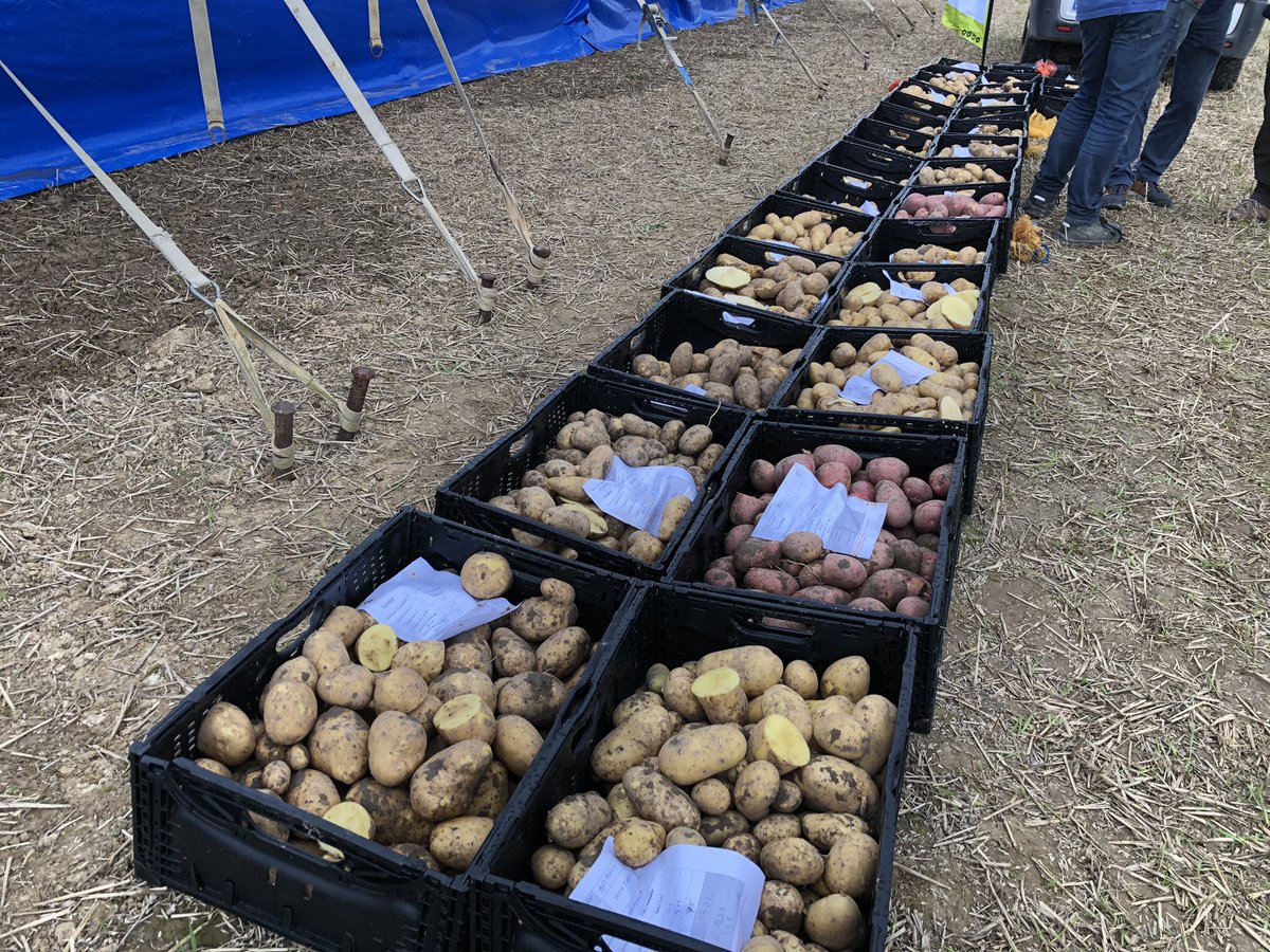 ❗️Chaud 🥔 patate! À défaut de soleil on fait des échantillons de pommes de terre: rendements ✅ qualité... moyen (à suivre dans <a href="/TerresetTerr_/">Terres et Territoires</a>  🗞)