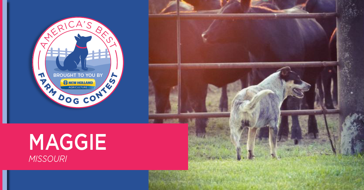 Congratulations, Maggie!

We awarded America's Best Farm Dog this morning during #FJFieldDays in the @NewHollandAG booth. Make sure you log in to check out the interview with Maggie's owner, Stephanie to see what they plan to do with their winnings!

loom.ly/M3h2zCk