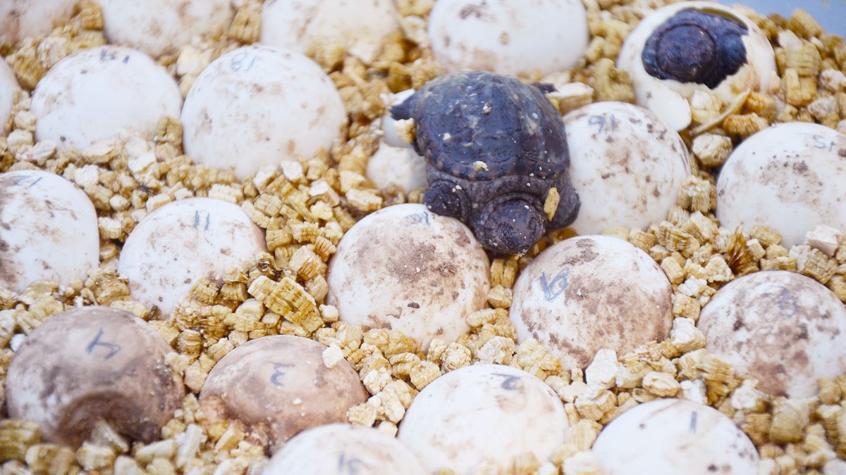 It's back! Local Turtle Week returns for a second year. Learn more: abca.ca/post/?ID=1211 #LocalTurtleWeek begins August 27 and continues to September 2.