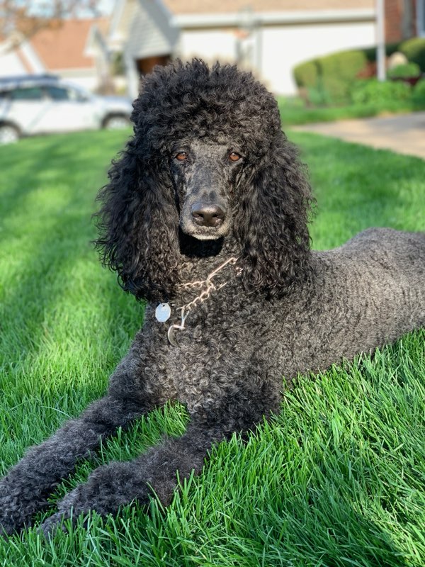 ShowMeRetro1's tweet photo. In honor of National Dog Day... love you Max ❤ https://t.co/kA0PWGwZej