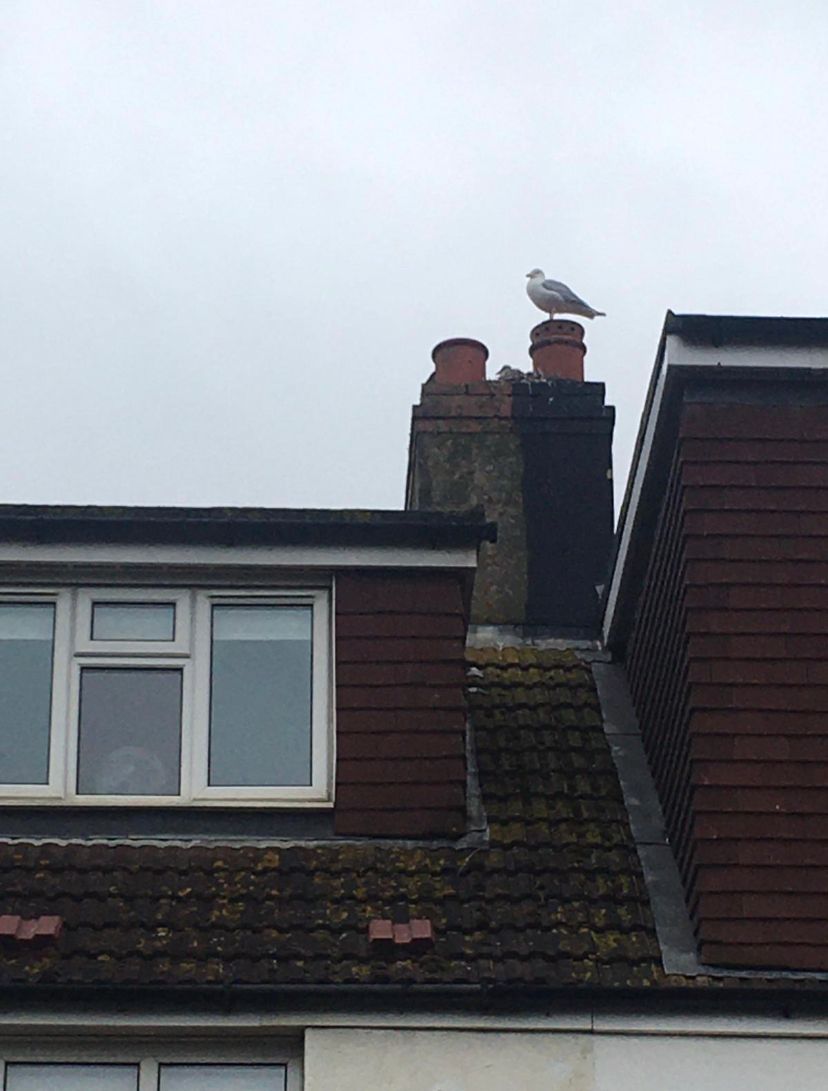 GutterProSophie's tweet image. The owners may have been keen for us to clean their gutters but this new mother wasn&apos;t.

Trust me chick, once they&apos;re done, they&apos;ll look Egg-cellent 😊

#guttercleaning #gutterpro