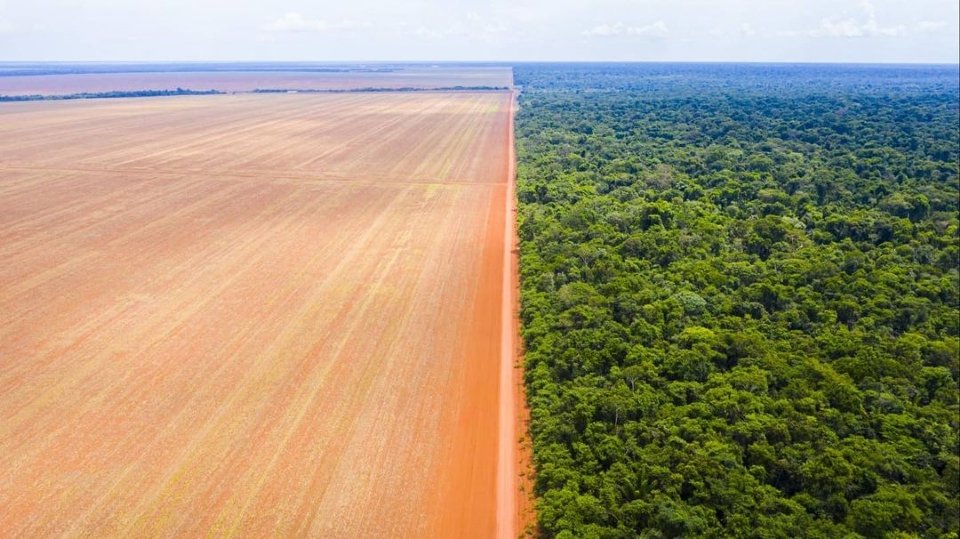 jnascim's tweet image. À direita, o Parque Indígena do Xingu. À esquerda, área não protegida, usada para plantação de soja. Não dá para falar de conservação no Brasil sem os povos indígenas #MarcoTemporalNão