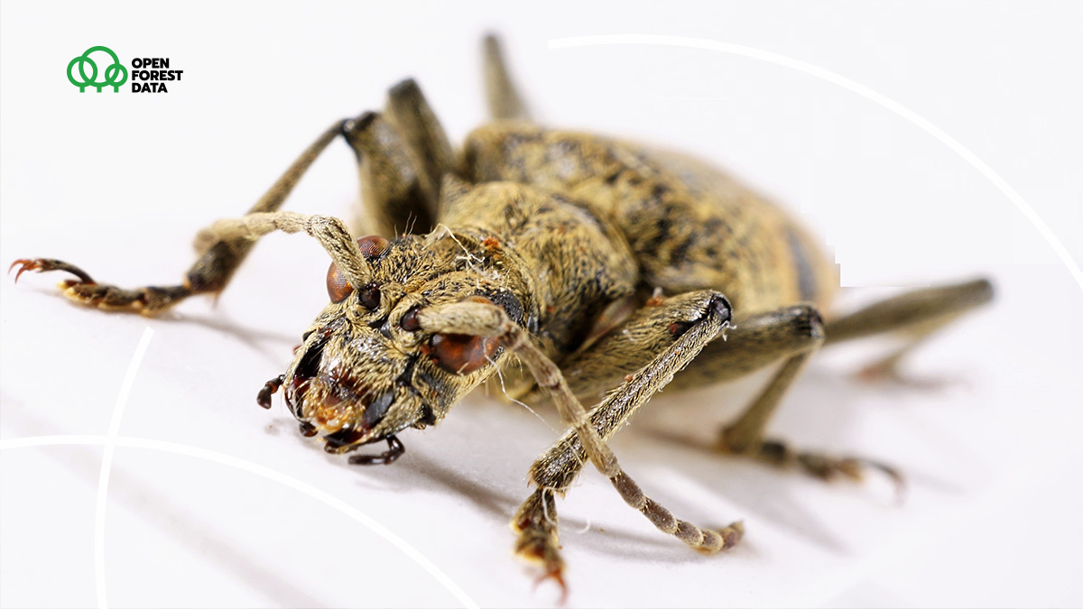 open_forest's tweet image. Ten groźnie wyglądający chrząszcz ma równie groźną nazwę - rębacz dębowiec (Rhagium sycophanta) - ale sam w sobie nie jest szczególnie groźny. Jego larwy żywią się martwym drewnem, głównie dębów. Cała kolekcja owadów saproksylicznych Instytutu Nauk Leśnych PB znajdzie się na OFD.