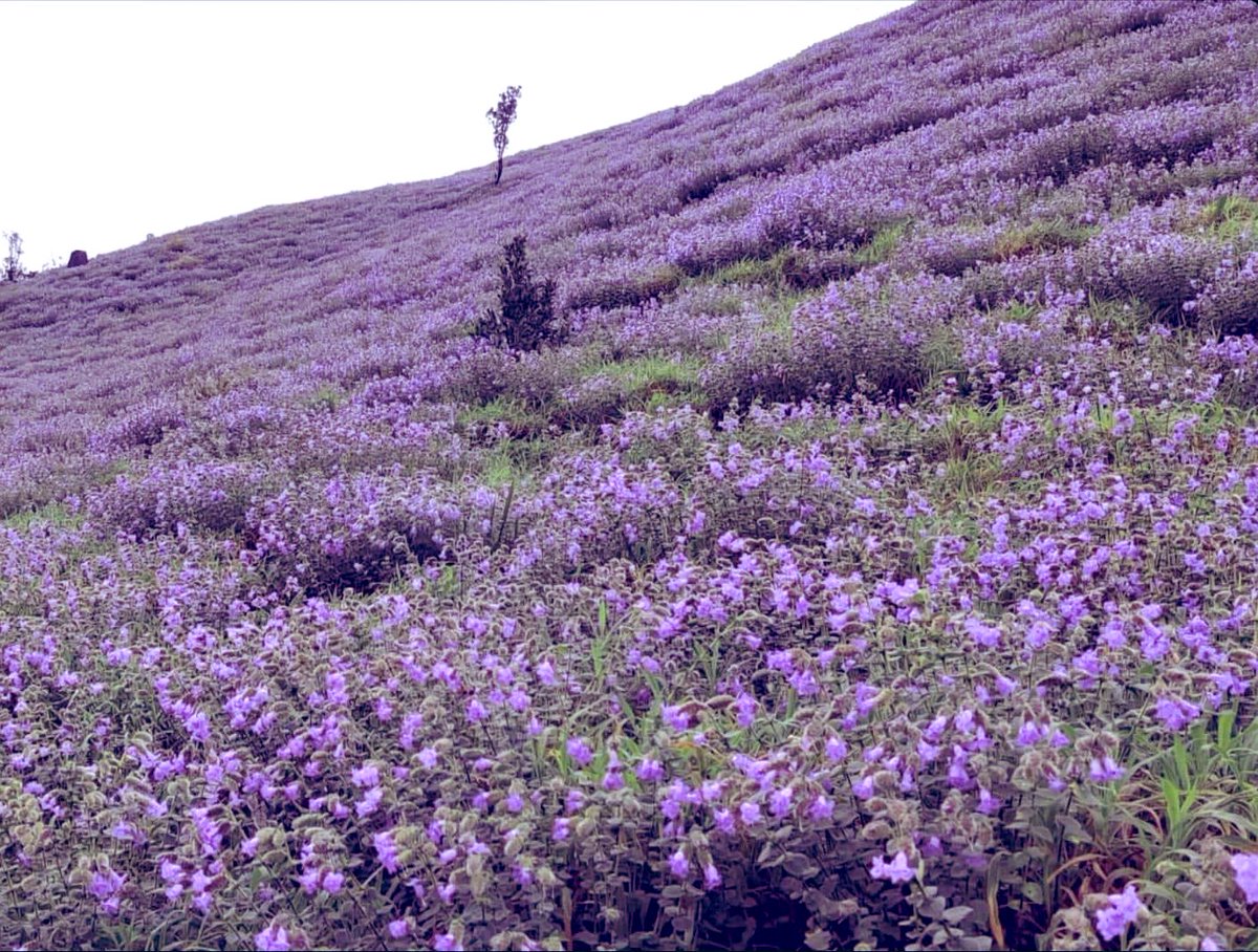 aranya_kfd's tweet photo. The blooming of neelakuranji (Strobilanthus kunthiana) a plant that blooms once in 12 years could be seen in Pushpagiri and Mandalapatti of Kodagu. A truly breathtaking sight! https://t.co/VpisW6pa7C