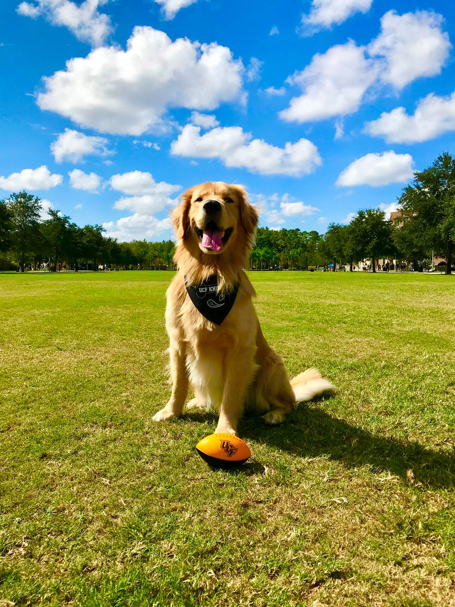 UCFALUMNI's tweet photo. #ChargeOn 🤝 #BarkOn
It’s National Dog Day here at This Place 🐶🐾 https://t.co/pTfNEa9Ewc