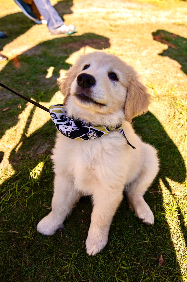 UCFALUMNI's tweet photo. #ChargeOn 🤝 #BarkOn
It’s National Dog Day here at This Place 🐶🐾 https://t.co/pTfNEa9Ewc