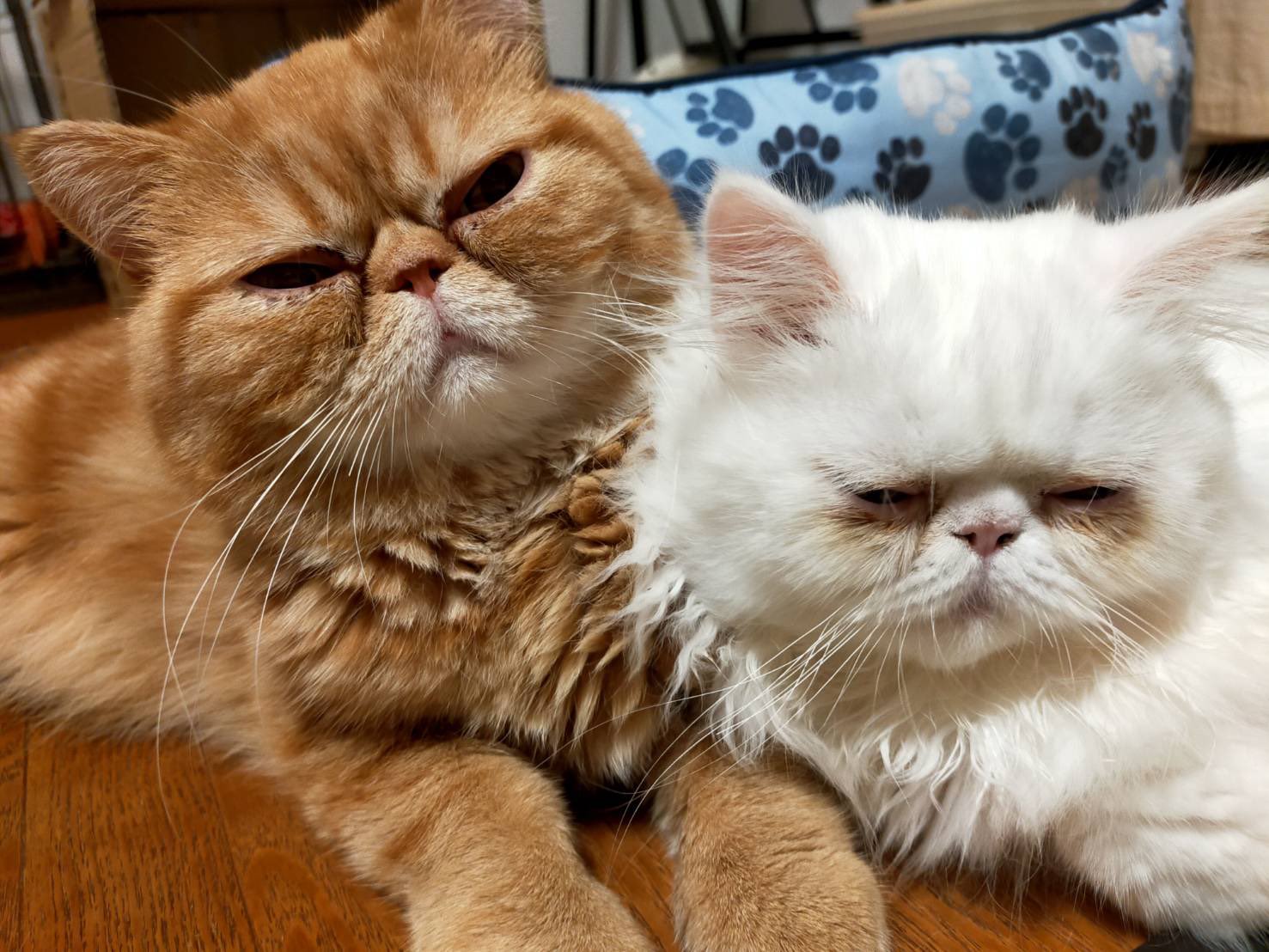 こばとゆきちの猫日記 猫メロメロ芸人最高なんだが笑 アメトーク 猫メロメロ芸人 T Co Bhrs65a70l Twitter