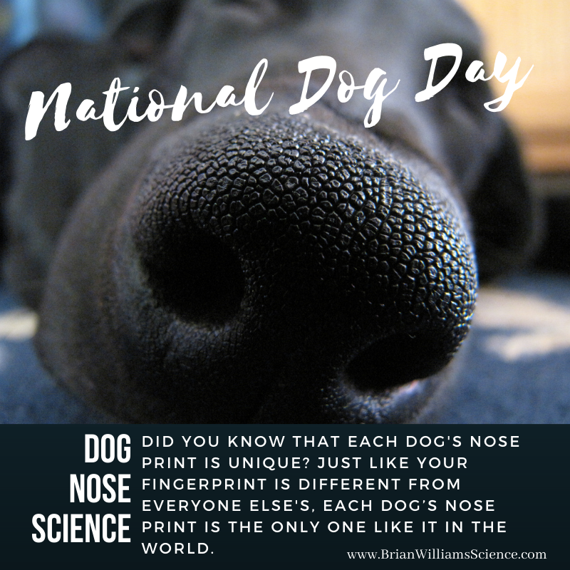 Today is #NationalDogDay! Find some time to show a little love to our furry friends and maybe #DoSomeScience!