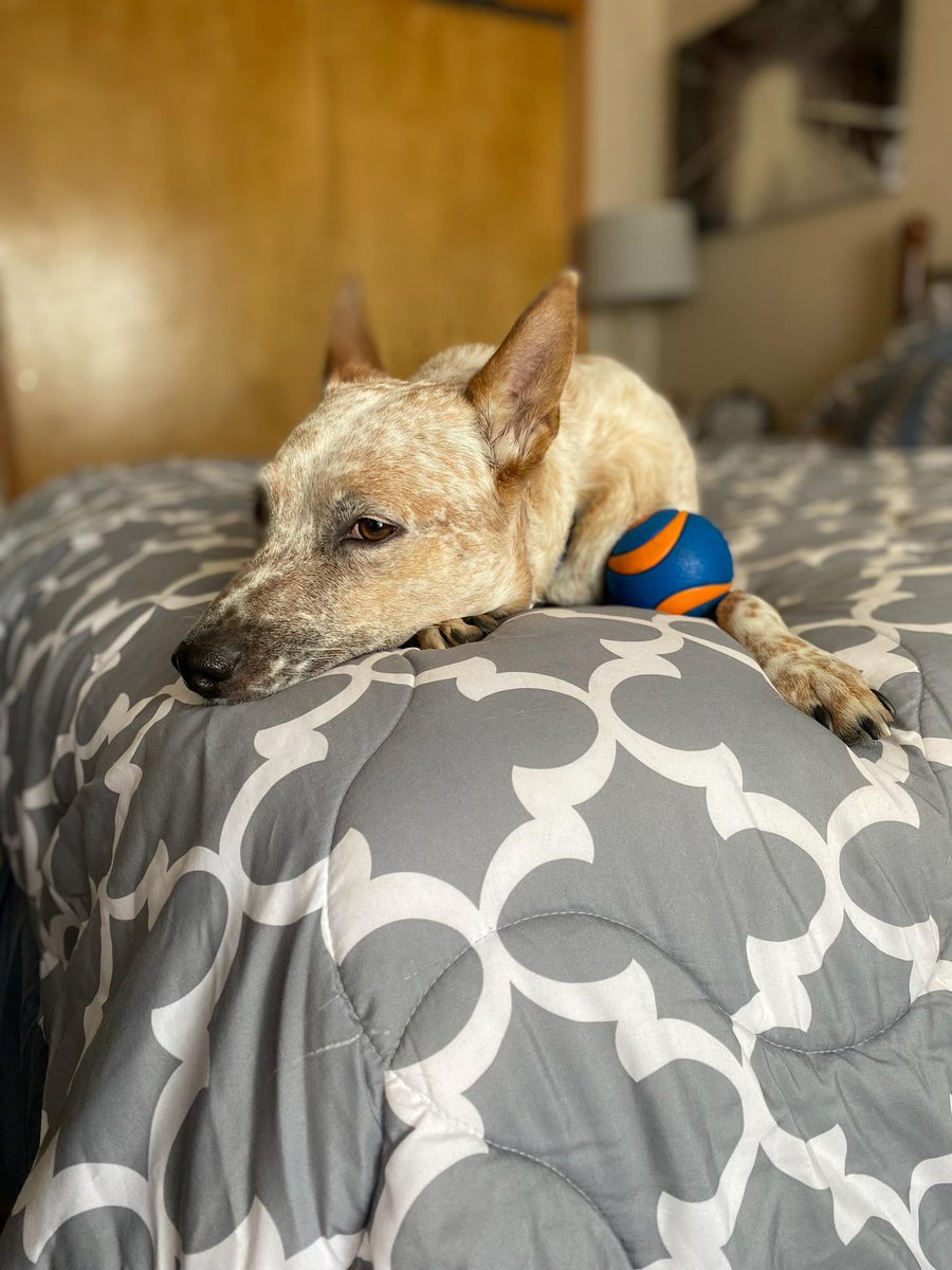milehighrebel's tweet photo. Happy National Dog Day! #StellaBella #AdoptDontShop #PoundPuppy #WhoAdoptedWhom #TwoSingleBitches https://t.co/ZJjShblnQG