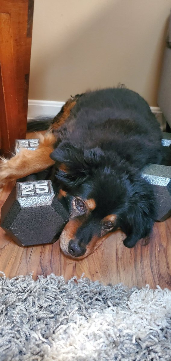 HazeltheDog1's tweet photo. Tried working out on #NationalDogDay ... didn't make it too long https://t.co/6rHtsIb8VM