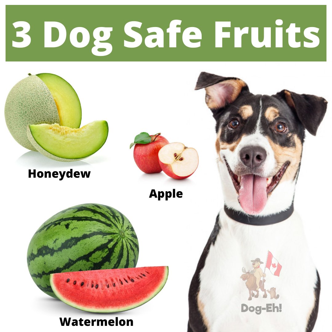 DogEhOfficial's tweet photo. Some foods can be toxic to your dog. Honeydew, apple, and watermelon are just 3 fruits that are safe for you dog 🐶🐾 How does you dog like them?
#dogsafe #dogfood #dogfoodie #dogtreat #dogtreattips #dogtips #safefordogs #dogs #doggy #dogeh #dogehtips https://t.co/hN0ubk35Dq