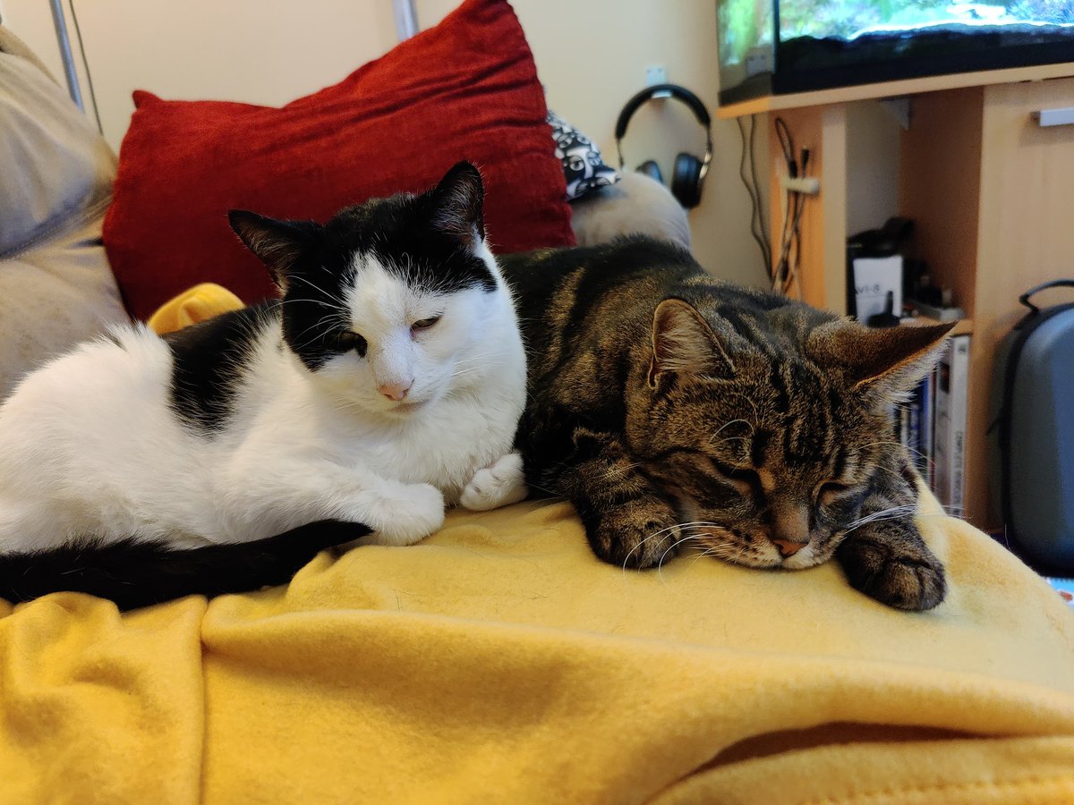 SmidgeCat's tweet image. My amazing sisfur is still fighting the cancer. I'm keeping her company today whilst my mum is busy working. I don't mind looking after my sisfur, she sleeps a lot at the moment so isn't any trouble. 😻 #CatsOfTwitter #catcancer