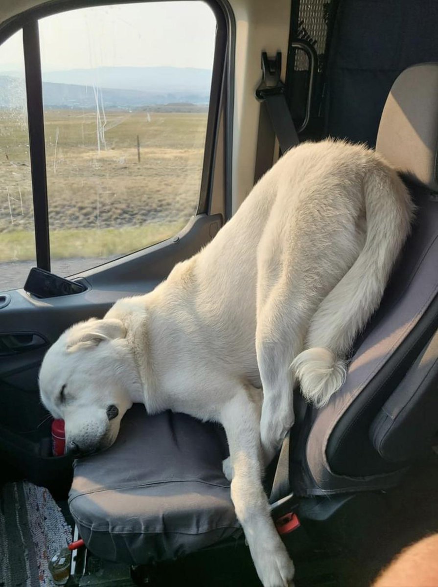DogSolutions's tweet photo. slep problems? discover new solutions in slep technolgy https://t.co/SG9tpz5XN4