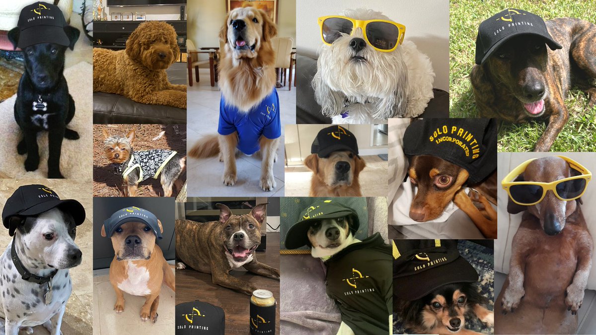 Stop Scrolling! Today is #NationalDogDay 🐶🐾 To celebrate our company's love of all things furry, we got our team to dress up their pups in some Solo gear. We hope this brightens up your day like it did ours! 😍