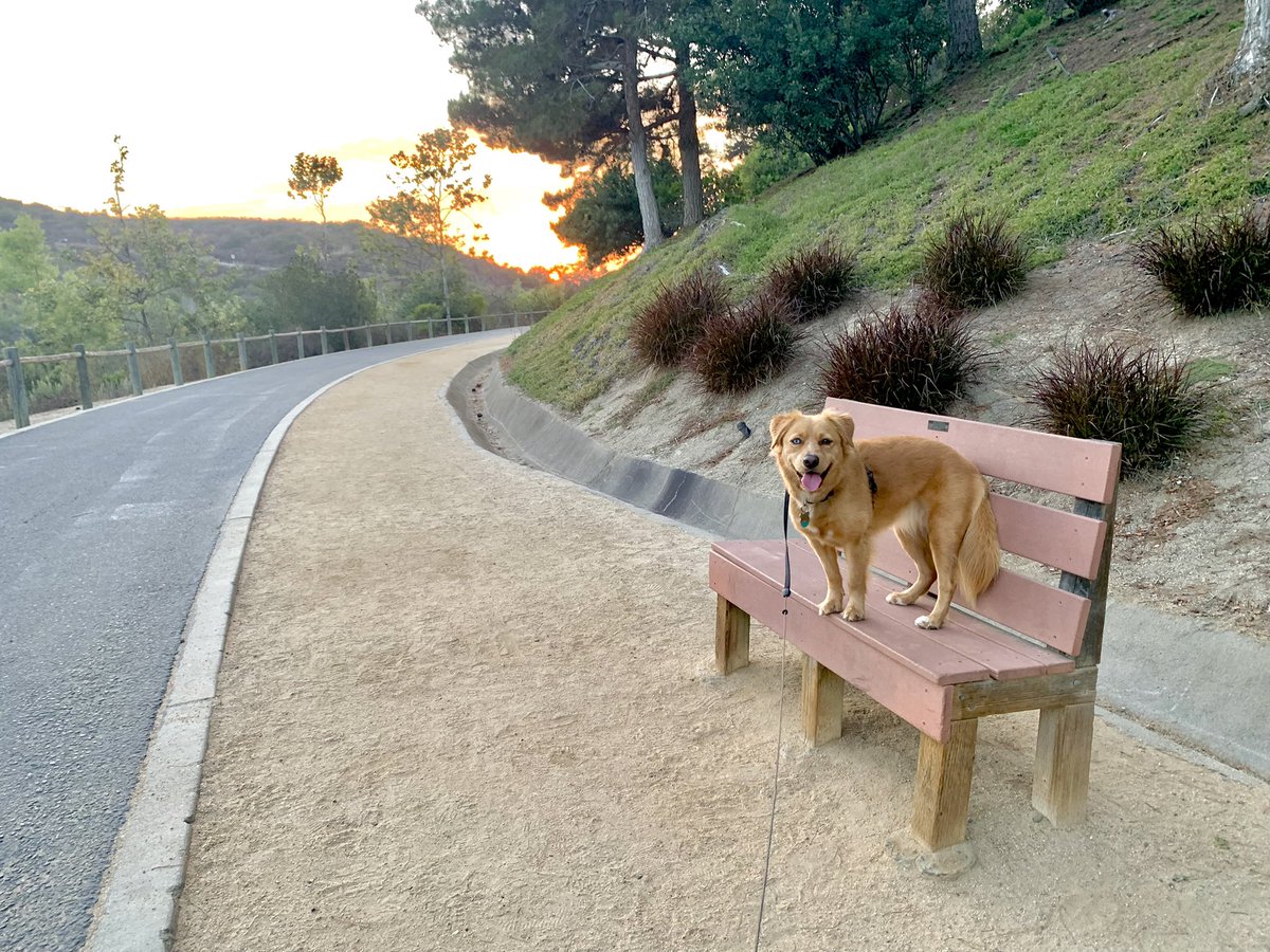 LunaRose2020's tweet photo. Wow last night’s sunset was stunning! Too bad my photographer couldn’t capture it! 😂🐾🌅 https://t.co/5T3JqpBNYM