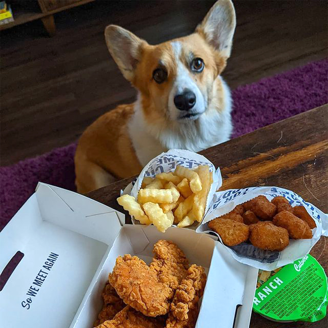 culvers's tweet photo. Every dog must have their day. Today is that day and they want Culver's! #NationalDogDay https://t.co/ufBXVtvkru