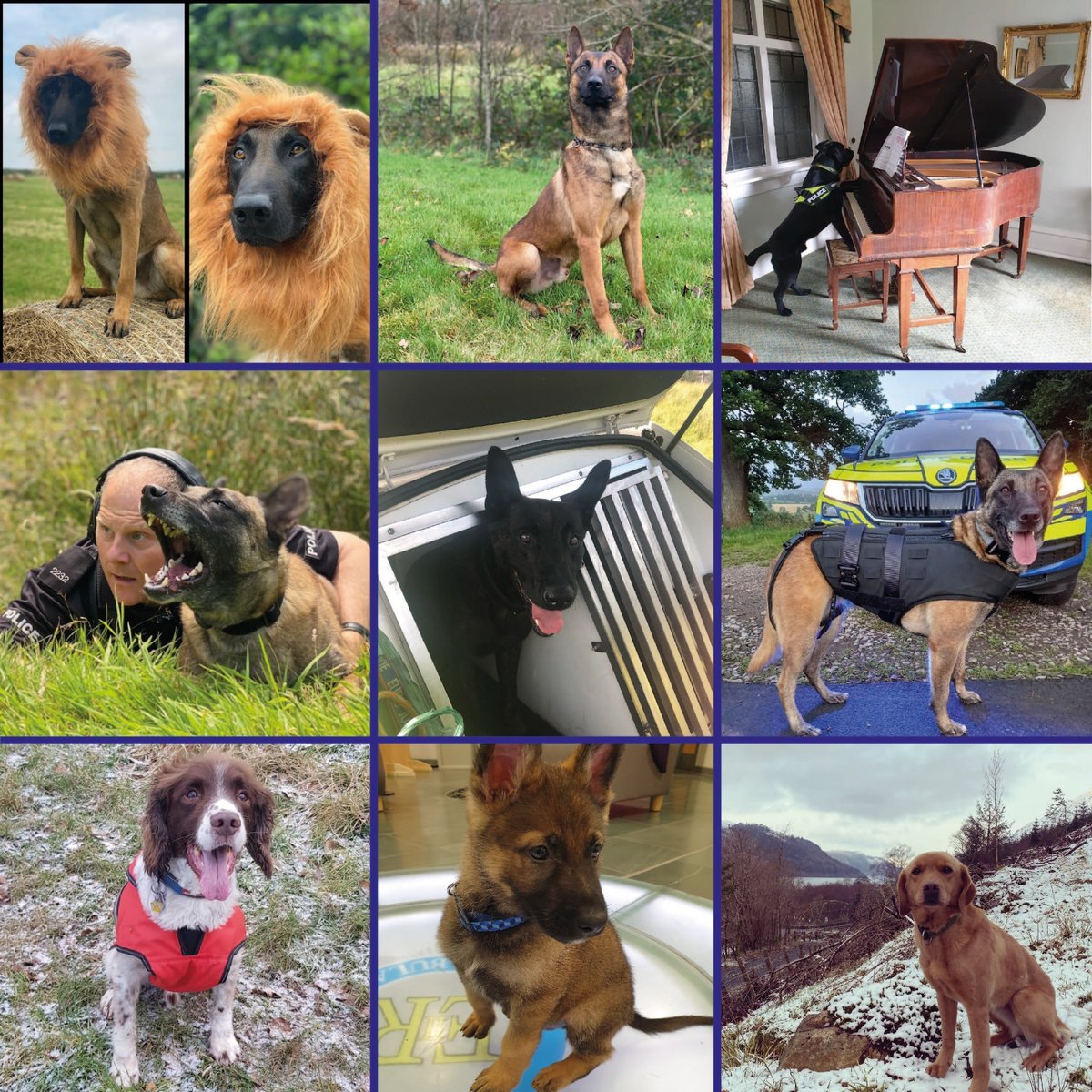 Cumbriapolice's tweet photo. Today is International Dog Day! 🐶 

Our four legged friends are out with their humans all year round assisting our officers with searches, finding crucial evidence and helping to keep Cumbria safe! 

Here are just some of our hard working PD's! @policedogunit 
#InternationDogDay https://t.co/5XaVUxPacL