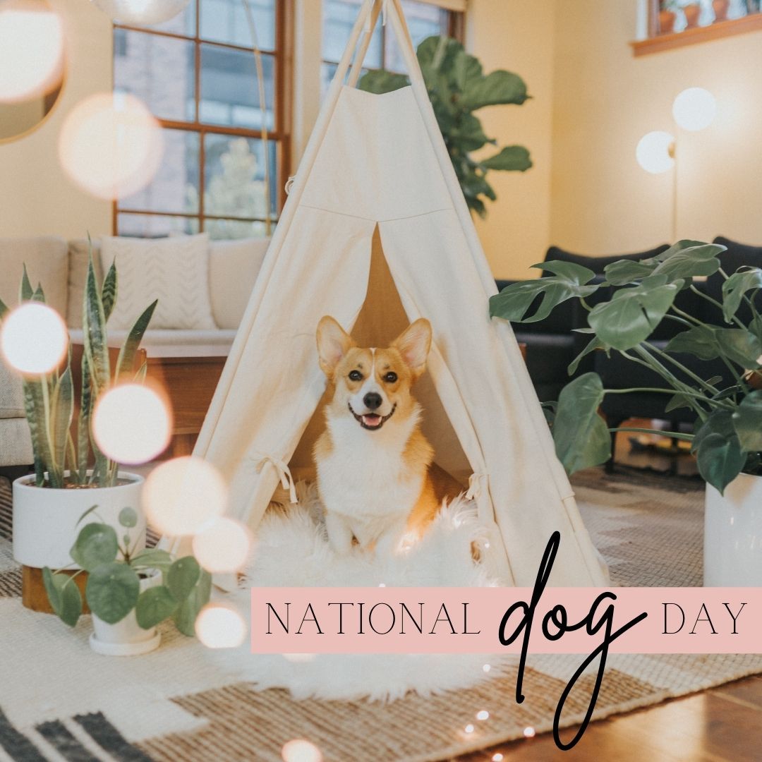 theshaunasmith's tweet photo. It’s a day for the doggos!
Tell me, what will you be doing to spoil them today?
#nationaldogday #mybestfriend #dogsofinstagram #dogsareagirlsbestfriend #puppyplay #spoilmydog #doggosofinstagram #ShaunaSmith #TheSmithTeam #Colorado #RealEstate #Realtor #MortgageBroker https://t.co/isuti51PAP