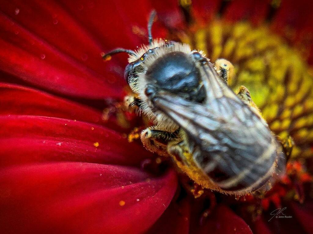 Jimrow's tweet image. Eye C a B. 
.
.
.
.
#littlethings #macrophotography  #flowersofinstagram #bee #bokeh #gigharborphotographer instagr.am/p/CTCoaVLnLNn/