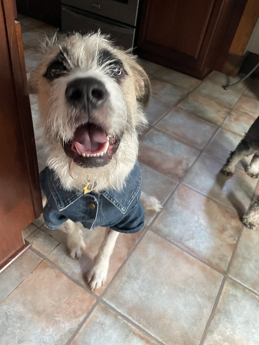 maddyleigh15's tweet photo. @dog_rates Everyone meet Theodore https://t.co/I6cglmwciw
