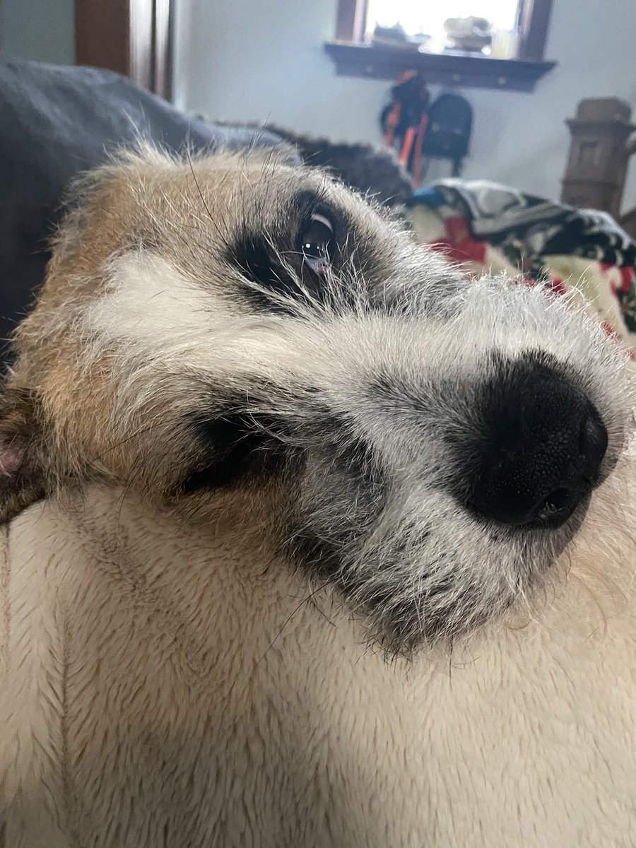 maddyleigh15's tweet photo. @dog_rates Everyone meet Theodore https://t.co/I6cglmwciw