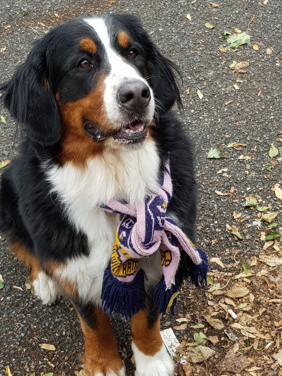 jack_gaches's tweet photo. @DulwichHamletFC @nonleaguedogs @dhstorg @DHFC_Community @HornimanHeights @TweetsDulwich @DHFCcomedy Sophie! https://t.co/sREvMk3o8m