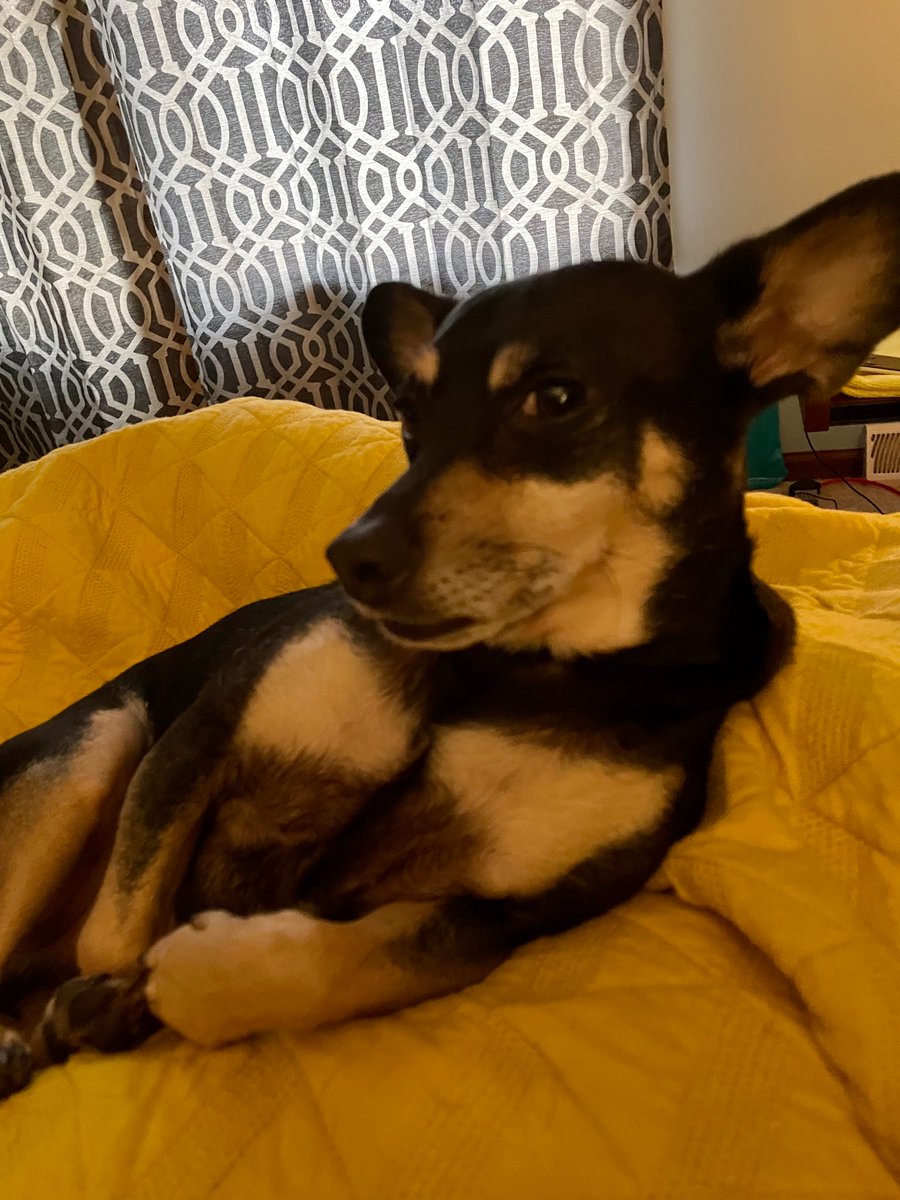 AshleyMelich's tweet photo. @Obsidian This is Dobby. He is a free elf. 😊 https://t.co/TsCvyfVUpC