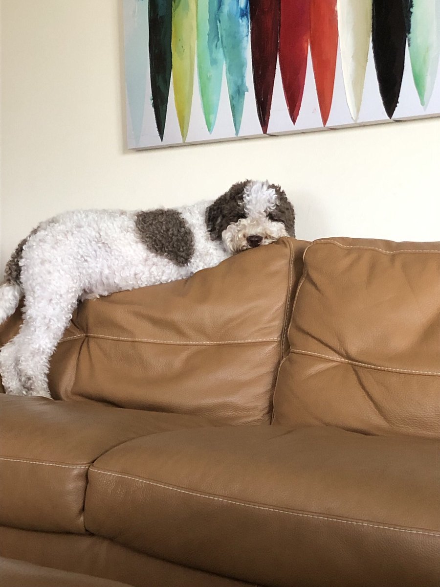 ajwebster826's tweet photo. @dog_rates @dog_feelings https://t.co/U2nyVBgtpl