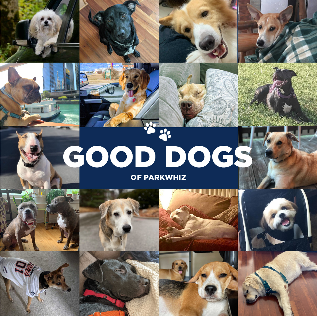 Happy #NationalDogDay from our dogs to yours #BarkWhiz