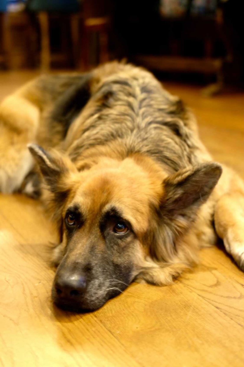 It’s only #internationaldogday come down and meet the famous Zeus!! 😍😍 don’t forget to bring your four legged friends too @youngspubs #dogsfriendly #putney #boathouse