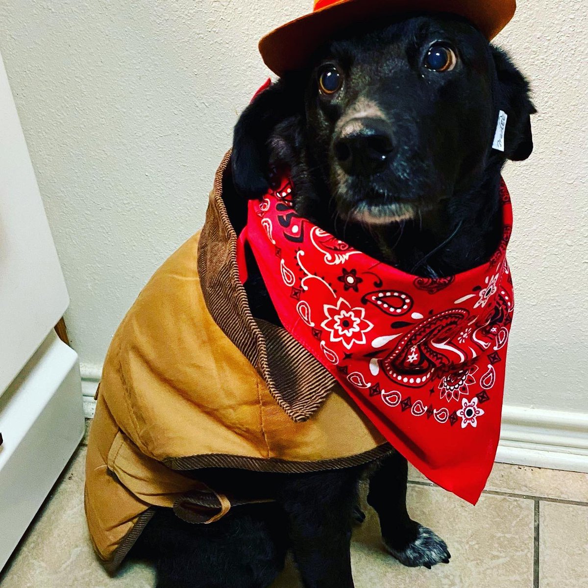 MakeVetchHappen's tweet photo. @dog_rates Gypsy and Roxy https://t.co/4V5e7A42k7
