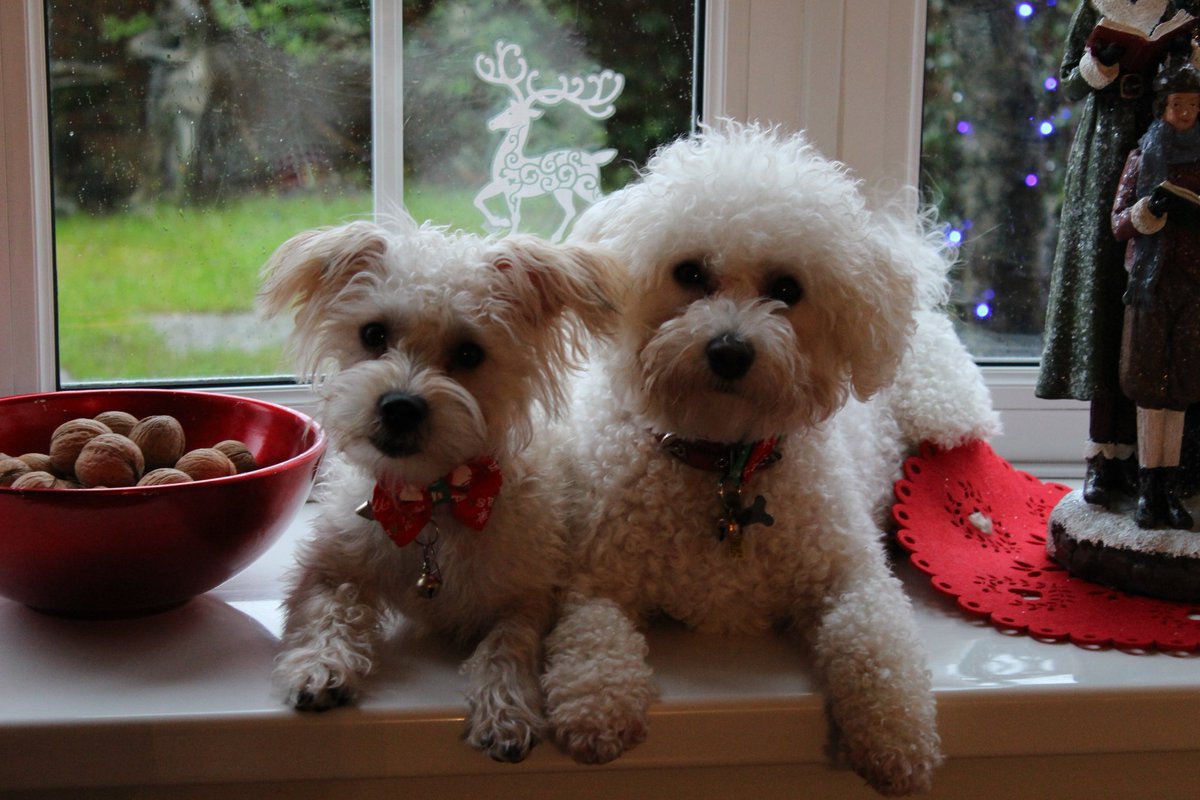 malisapierri's tweet photo. @dog_rates Millie and Honey, sitting on the window bay in the days where they could still jump on it. Both very very good doggies ❤️❤️ https://t.co/LvtP7HyWOd