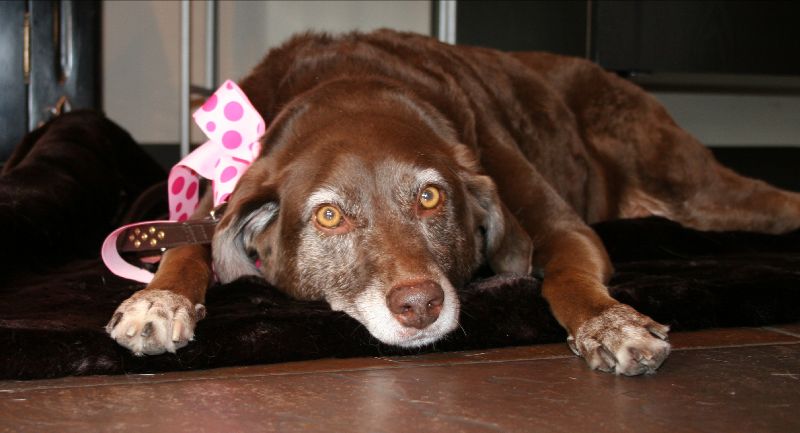 Lilly's Day Update! 💗 - mailchi.mp/wetnose/lillys…