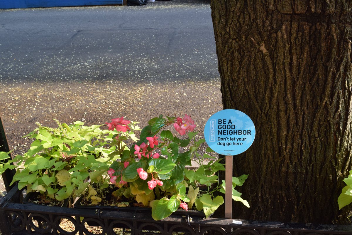 Hey, love your street, it's home! Click the link in our bio to read more about the Montague BID on the Brooklyn Eagle website. brooklyneagle.com/articles/2021/…