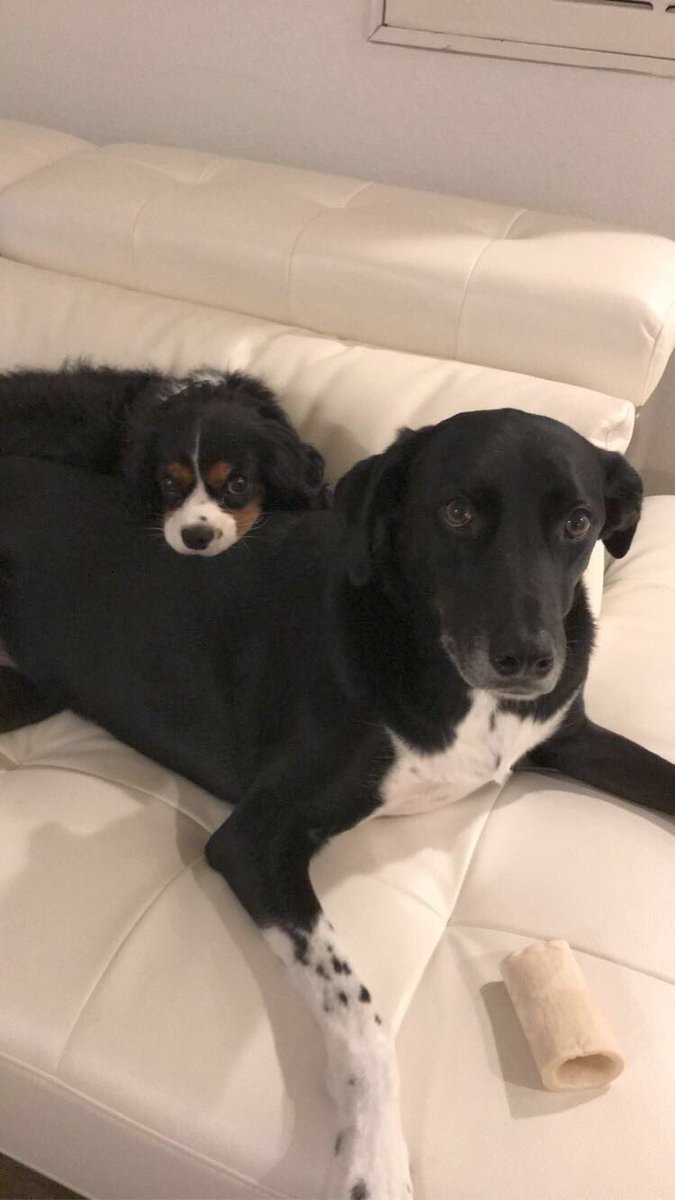 sam_madd4's tweet photo. @dog_rates 🥺❤️ https://t.co/C4lBwVvpQf